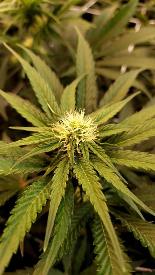 The Garden 2026-1 -- MSNL Kush Mints. Week 9 - KM1