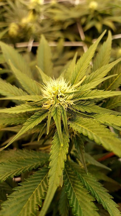 The Garden 2026-1 -- MSNL Kush Mints. Week 9 - KM1