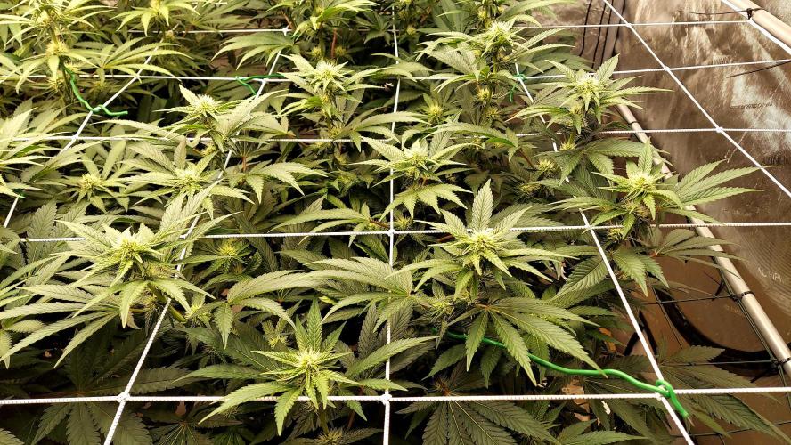 The Garden 2026-1 -- MSNL Kush Mints. Week 9 - KM2