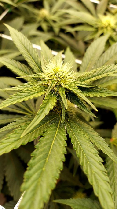 The Garden 2026-1 -- MSNL Kush Mints. Week 9 - KM2