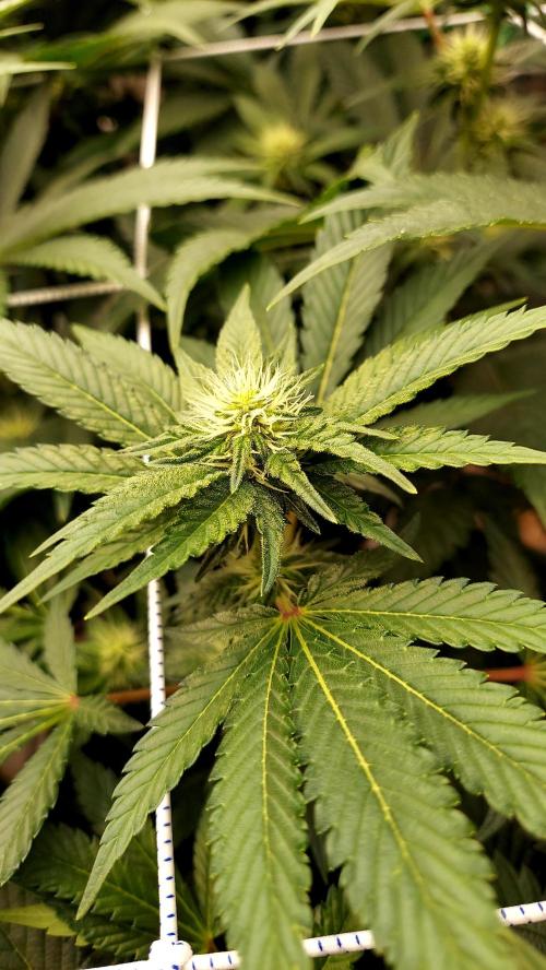 The Garden 2026-1 -- MSNL Kush Mints. Week 9 - KM2