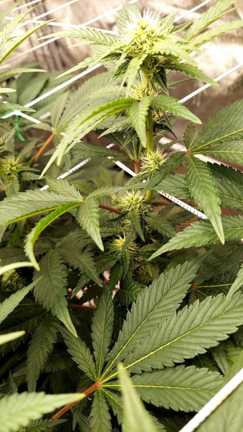 The Garden 2026-1 -- MSNL Kush Mints. Week 9 - KM2