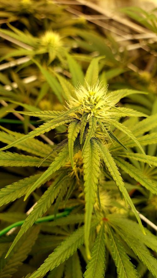 The Garden 2026-1 -- MSNL Kush Mints. Week 9 - KM3