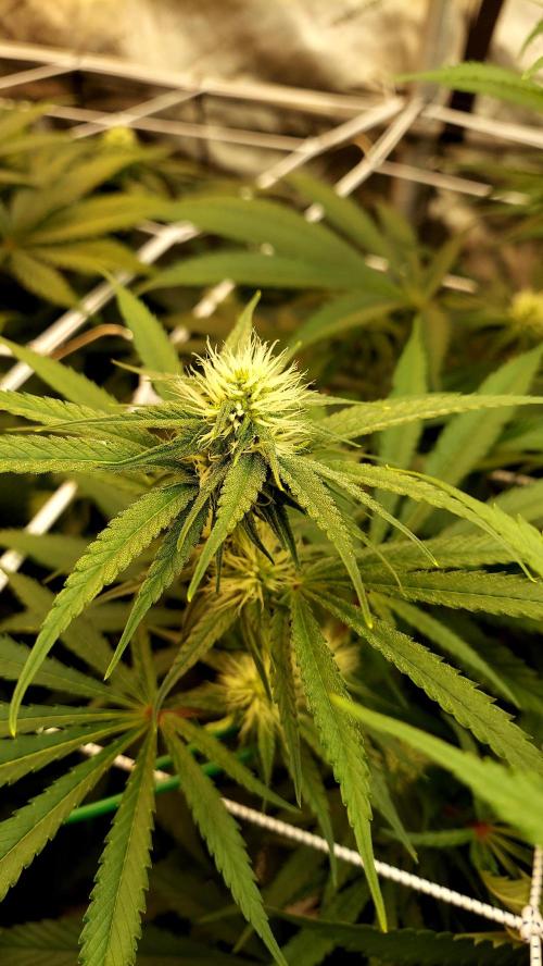 The Garden 2026-1 -- MSNL Kush Mints. Week 9 - KM3