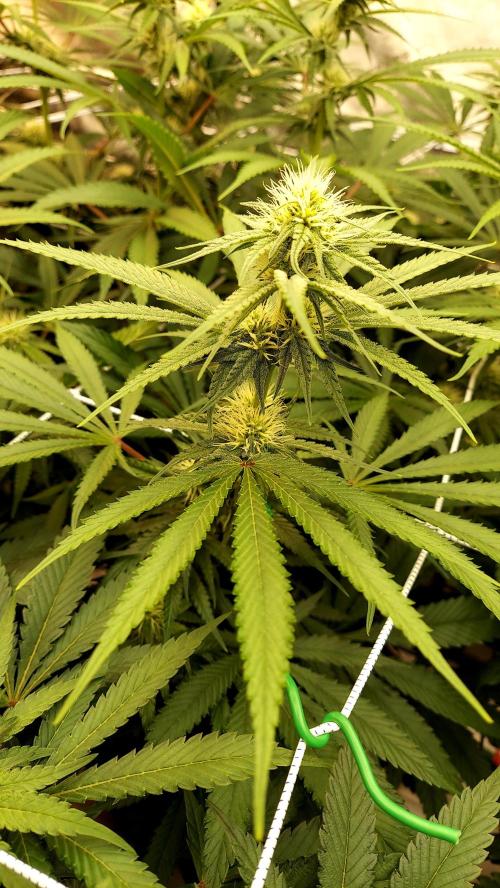 The Garden 2026-1 -- MSNL Kush Mints. Week 9 - KM3