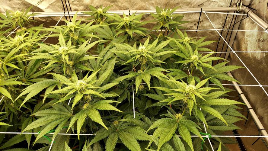 The Garden 2026-1 -- MSNL Kush Mints. Week 9 - KM4