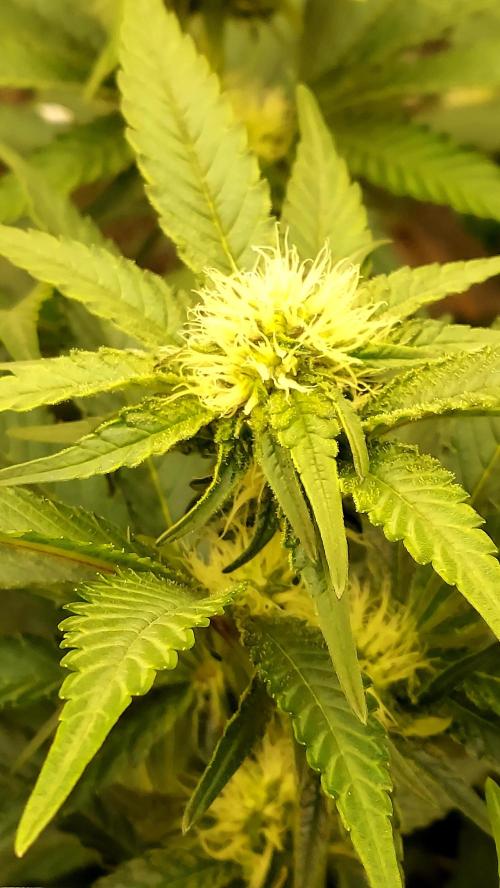 The Garden 2026-1 -- MSNL Kush Mints. Week 9 - KM4