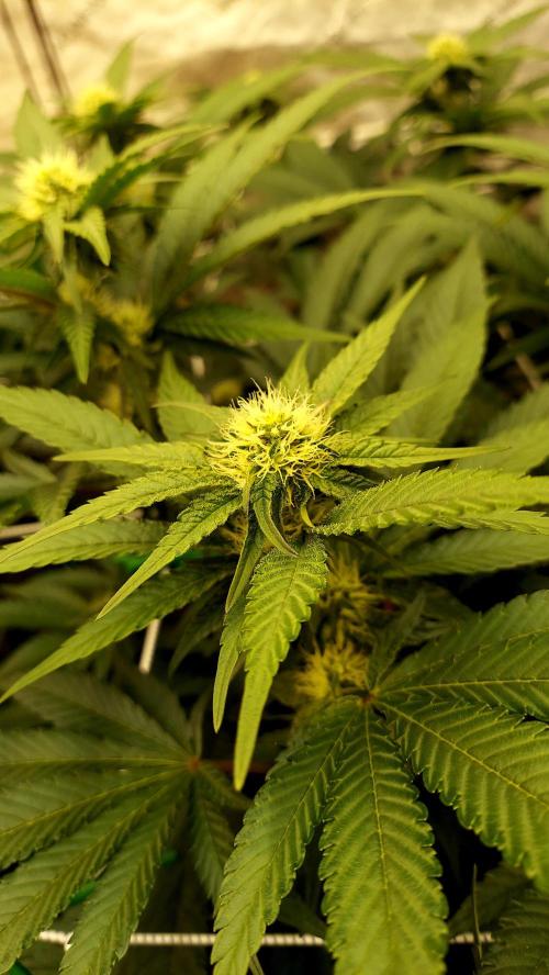 The Garden 2026-1 -- MSNL Kush Mints. Week 9 - KM4