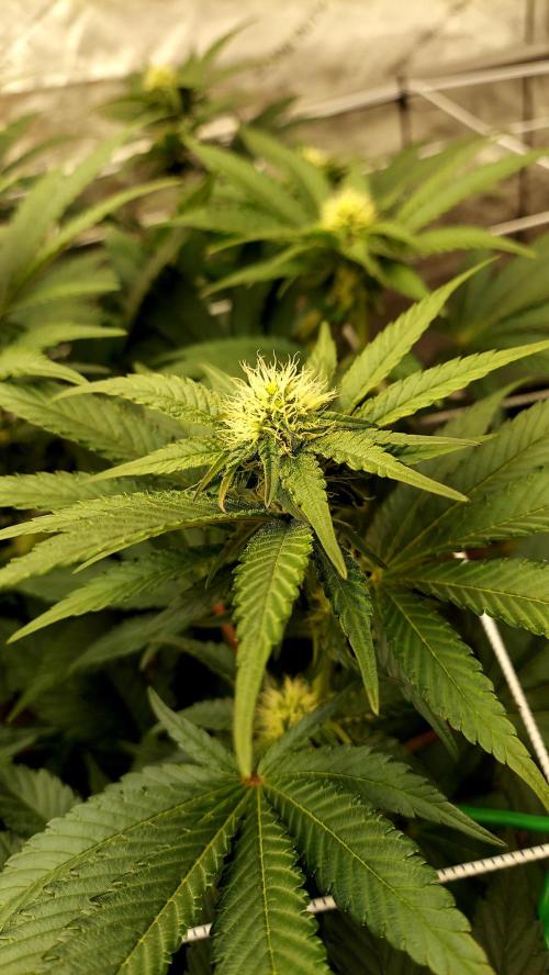 The Garden 2026-1 -- MSNL Kush Mints. Week 9 - KM4