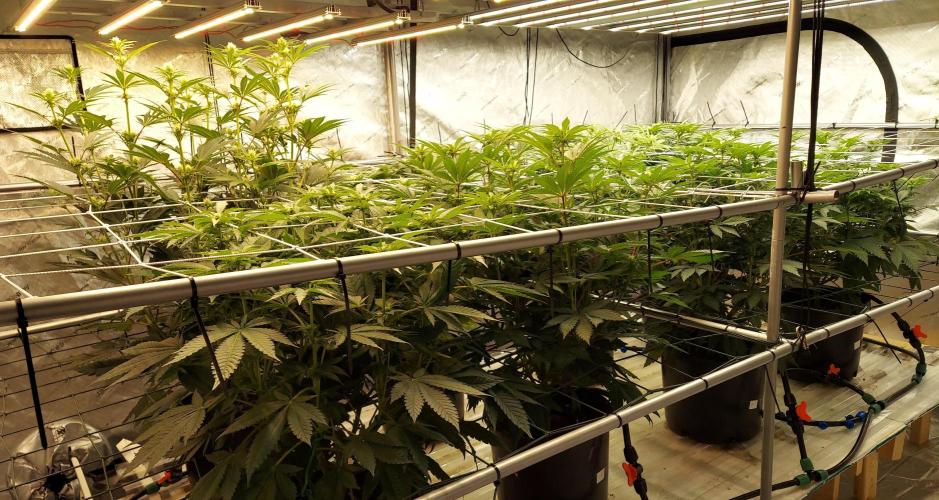 The Garden 2026-1 -- MSNL Animal Mints. Week 9 - 56 days