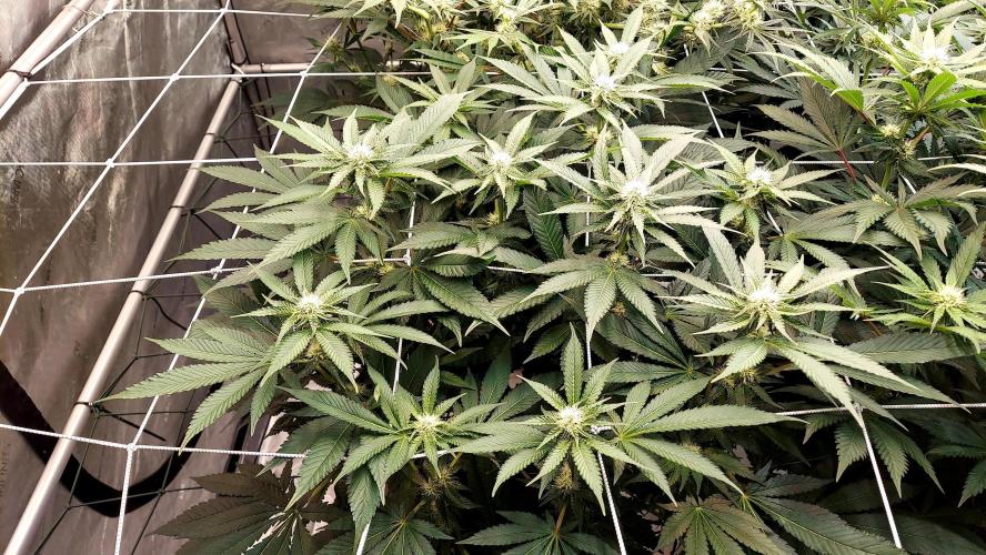 The Garden 2026-1 -- MSNL Animal Mints. Week 9 - AM1