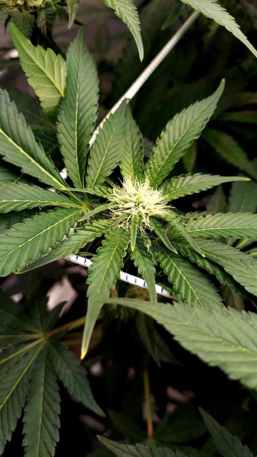 The Garden 2026-1 -- MSNL Animal Mints. Week 9 - AM1