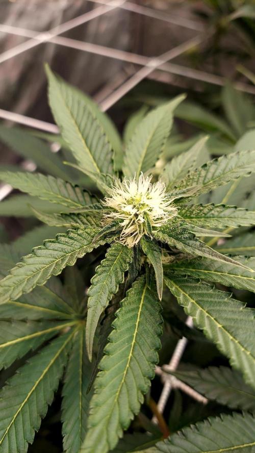 The Garden 2026-1 -- MSNL Animal Mints. Week 9 - AM1