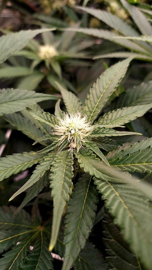 The Garden 2026-1 -- MSNL Animal Mints. Week 9 - AM1