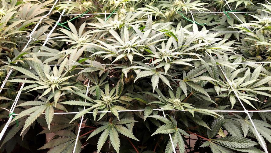 The Garden 2026-1 -- MSNL Animal Mints. Week 9 - AM2