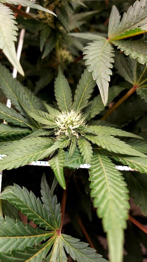 The Garden 2026-1 -- MSNL Animal Mints. Week 9 - AM2