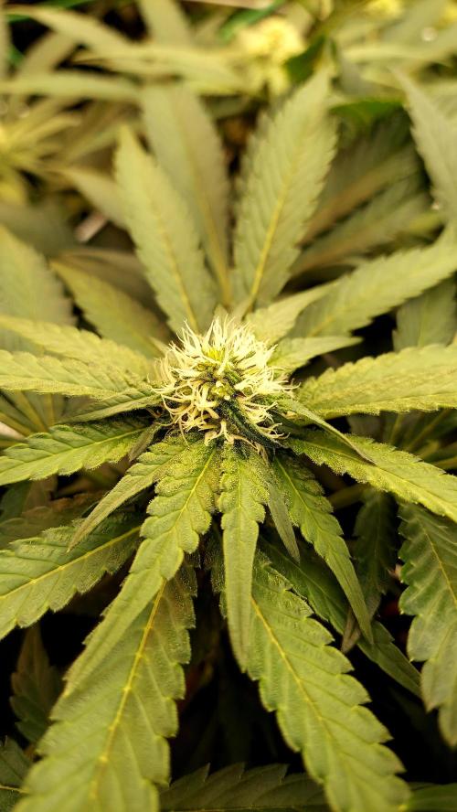 The Garden 2026-1 -- MSNL Animal Mints. Week 9 - AM2