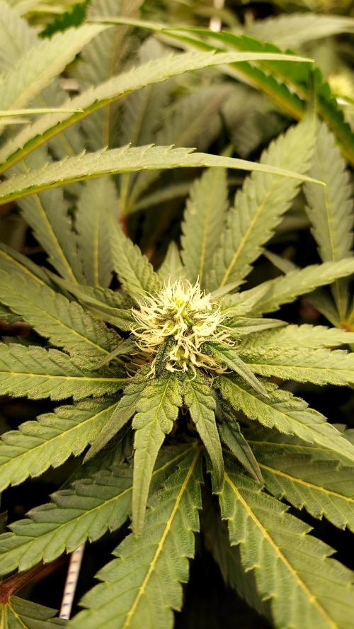 The Garden 2026-1 -- MSNL Animal Mints. Week 9 - AM2