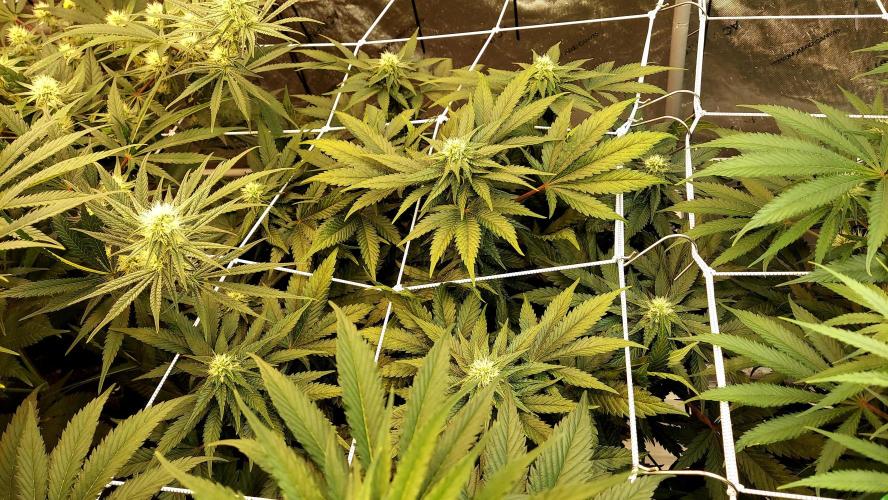 The Garden 2026-1 -- MSNL Animal Mints. Week 9 - AM3