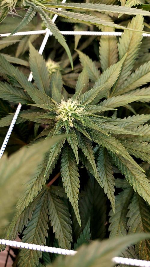 The Garden 2026-1 -- MSNL Animal Mints. Week 9 - AM3