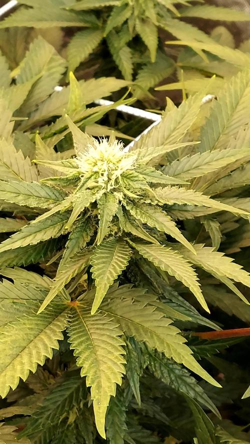 The Garden 2026-1 -- MSNL Animal Mints. Week 9 - AM3