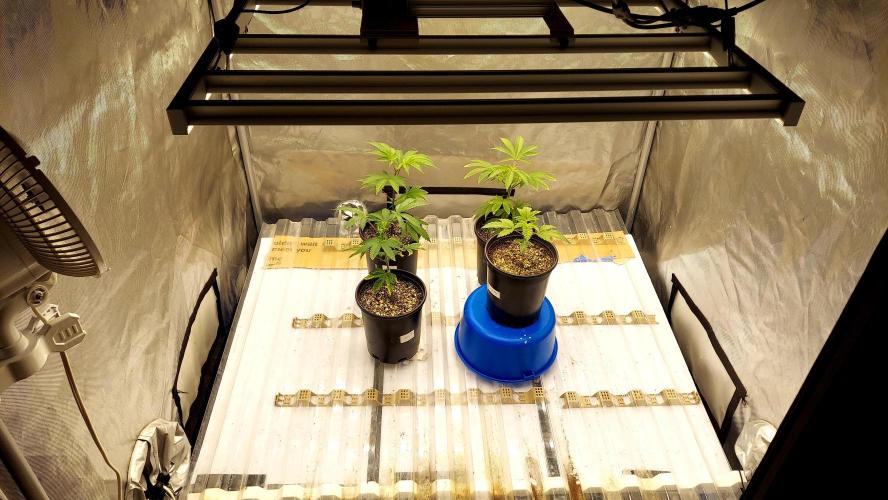 The Garden 2026-1A - MSNL Fem Breeding. Week 2