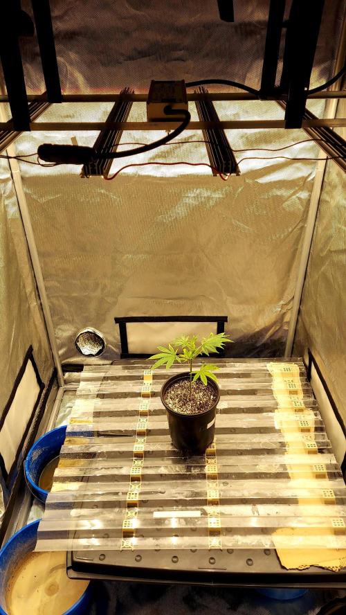 The Garden 2026-1A - MSNL Fem Breeding. Week 2