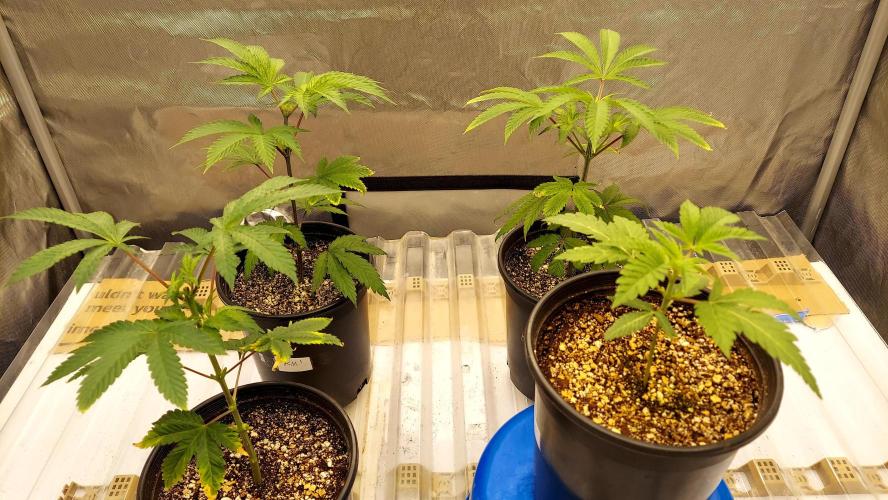 The Garden 2026-1A - MSNL Fem Breeding. Week 2