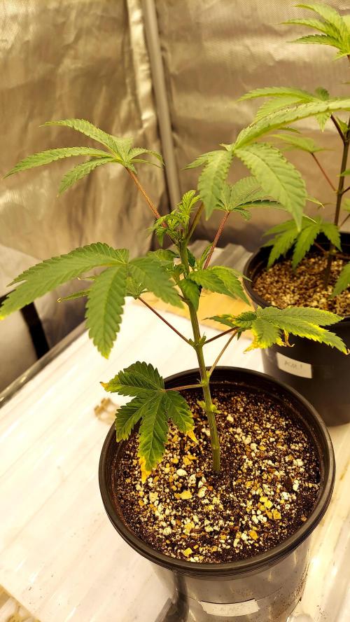 The Garden 2026-1A - MSNL Fem Breeding. Week 2 - AM#3