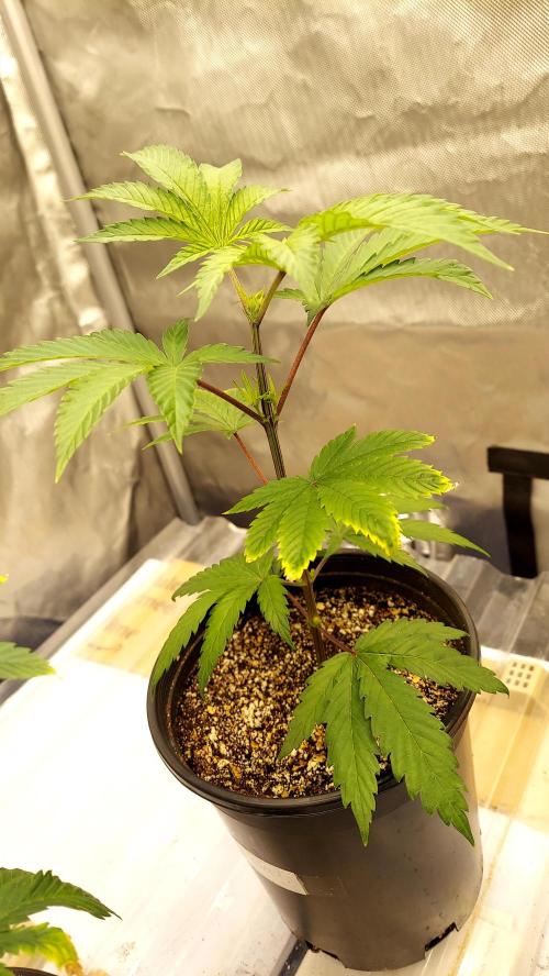 The Garden 2026-1A - MSNL Fem Breeding. Week 2 - KM#1