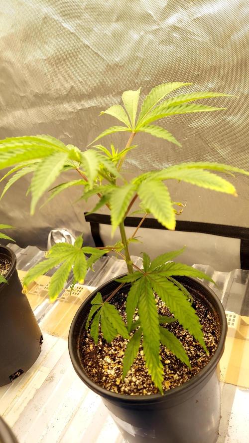 The Garden 2026-1A - MSNL Fem Breeding. Week 2 - KM#3