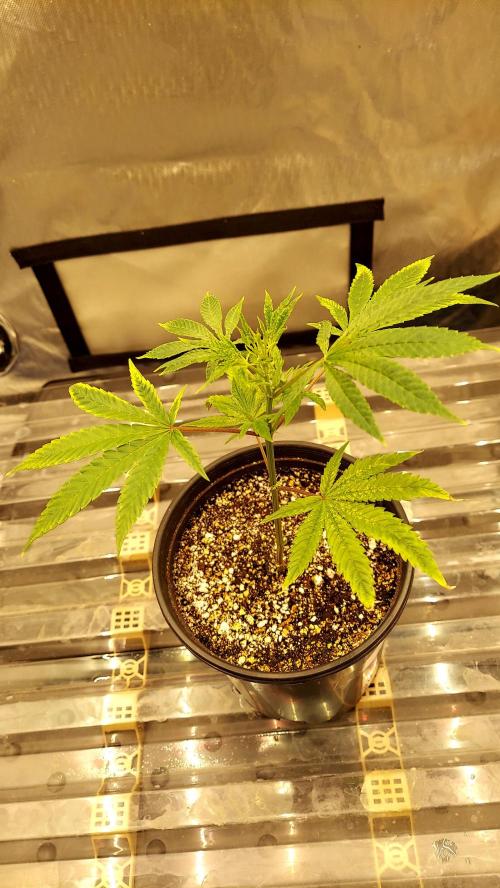 The Garden 2026-1A - MSNL Fem Breeding. Week 2 - MM-donator