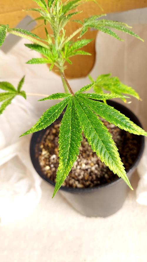 The Garden 2026-1A - MSNL Fem Breeding. Week 2 - STS sprayed