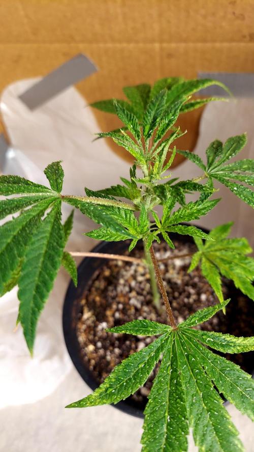 The Garden 2026-1A - MSNL Fem Breeding. Week 2 - STS sprayed