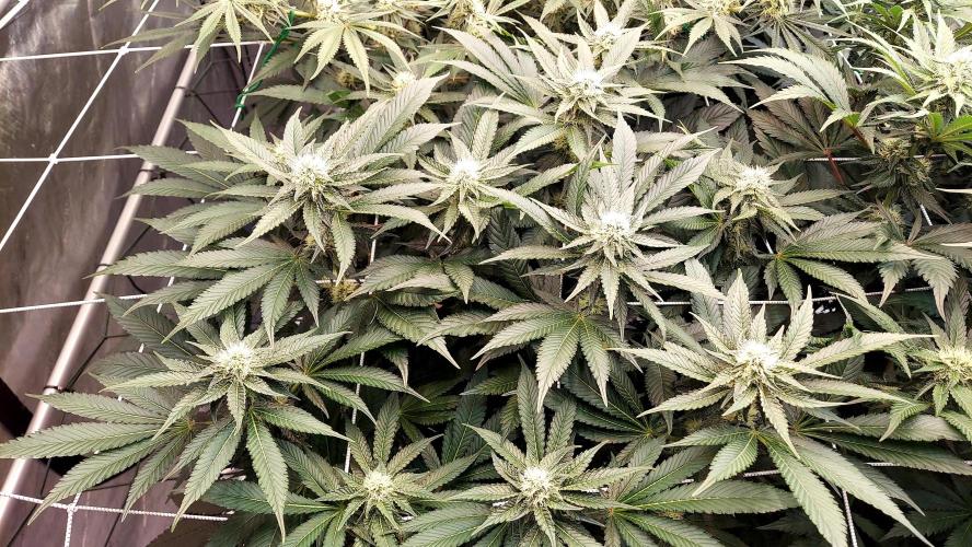 The Garden 2026-1 -- MSNL Animal Mints. Week 10 - AM2