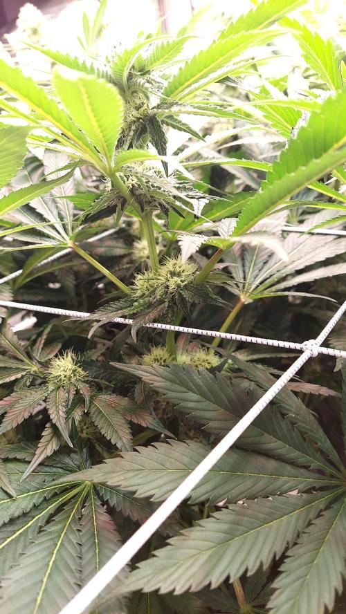 The Garden 2026-1 -- MSNL Animal Mints. Week 10 - AM2