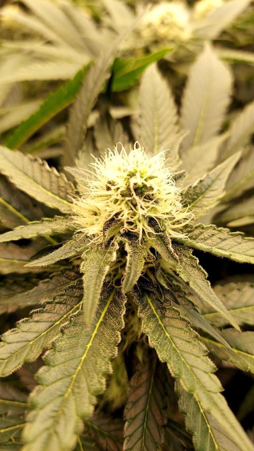 The Garden 2026-1 -- MSNL Animal Mints. Week 10 - AM2