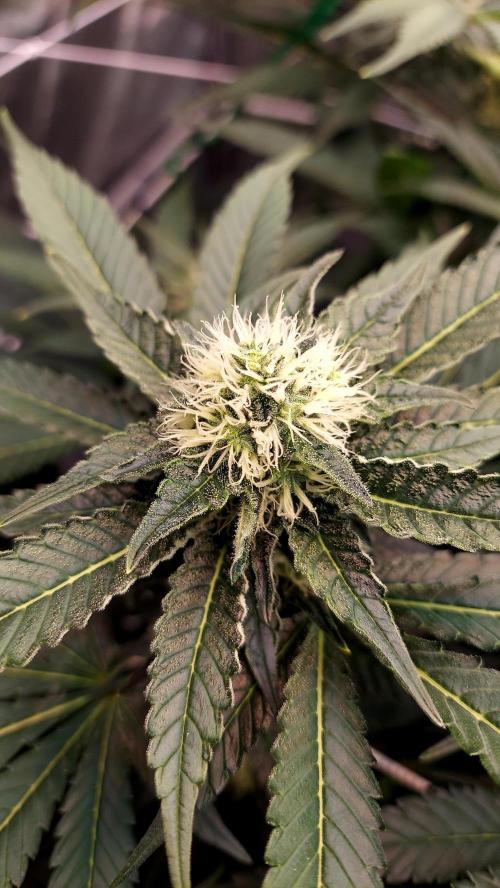 The Garden 2026-1 -- MSNL Animal Mints. Week 10 - AM2