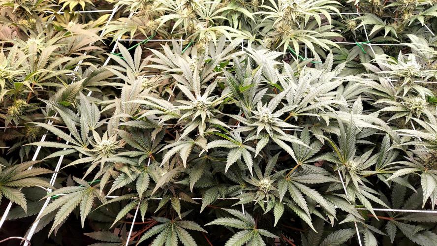 The Garden 2026-1 -- MSNL Animal Mints. Week 10 - AM2