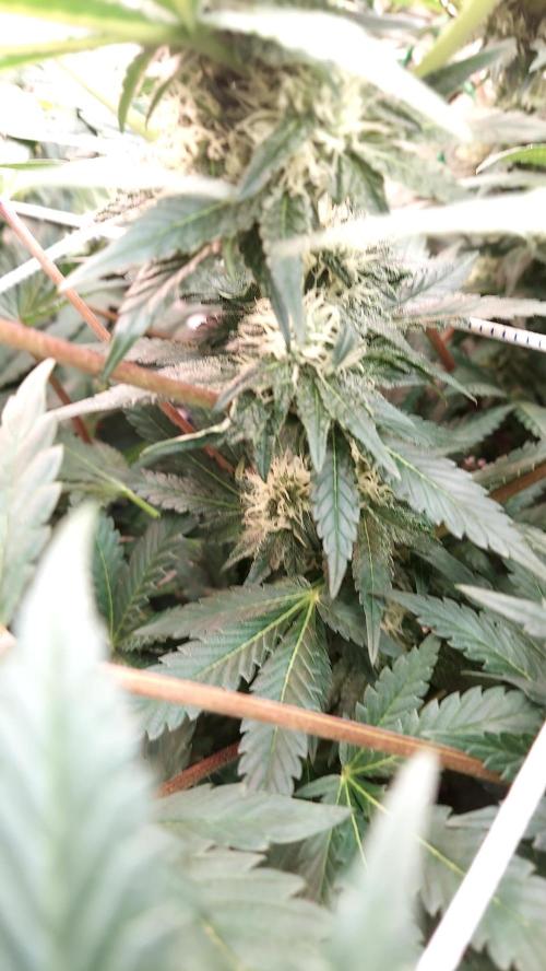 The Garden 2026-1 -- MSNL Animal Mints. Week 10 - AM2