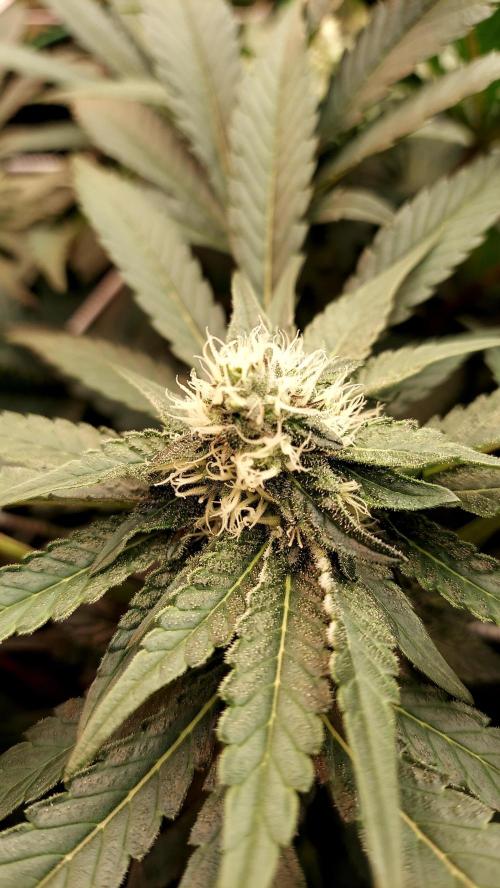 The Garden 2026-1 -- MSNL Animal Mints. Week 10 - AM2