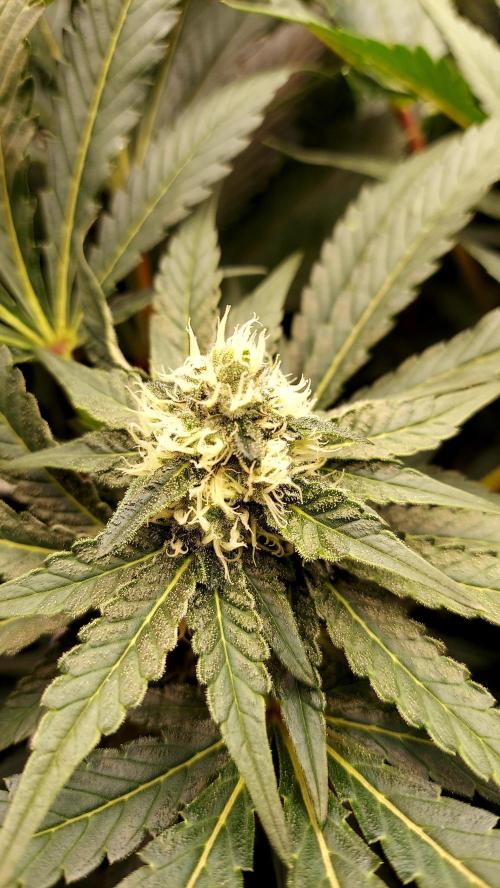 The Garden 2026-1 -- MSNL Animal Mints. Week 10 - AM2