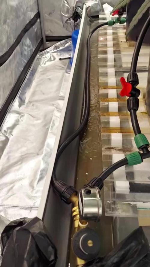 The Garden 2026-1 -- MSNL Animal Mints