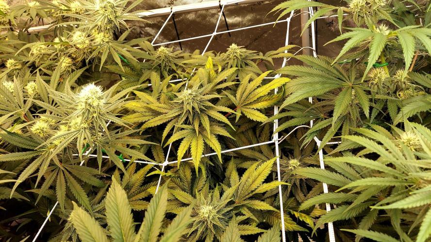 The Garden 2026-1 -- MSNL Animal Mints. Week 10 - AM3