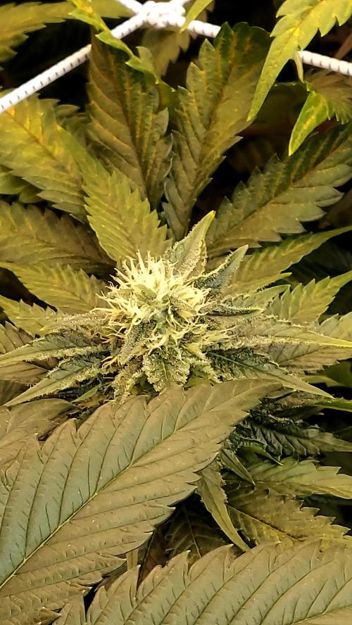 The Garden 2026-1 -- MSNL Animal Mints. Week 10 - AM3