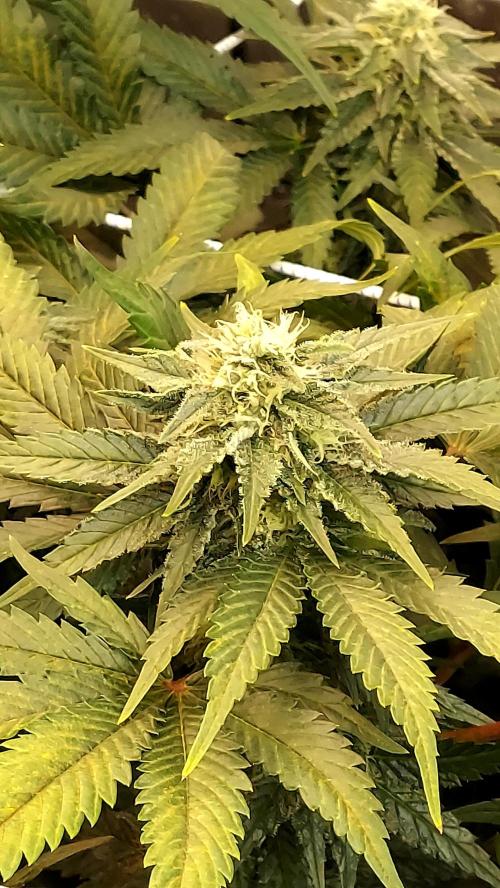 The Garden 2026-1 -- MSNL Animal Mints. Week 10 - AM3