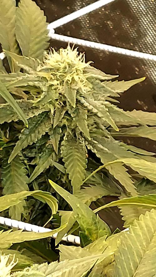 The Garden 2026-1 -- MSNL Animal Mints. Week 10 - AM3