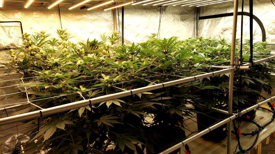 The Garden 2026-1 -- MSNL Kush Mints. Week 10 - 63 days