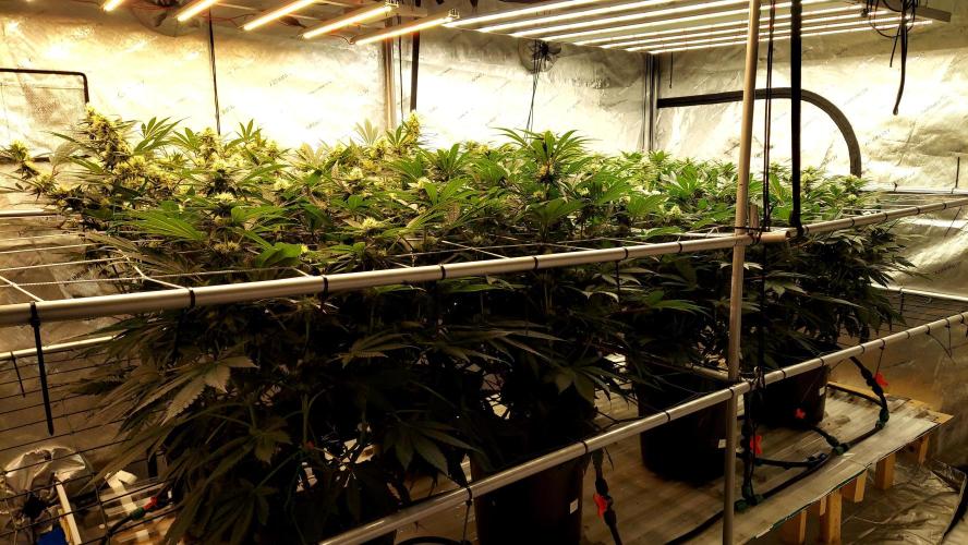 The Garden 2026-1 -- MSNL Kush Mints. Week 10 - 70 days