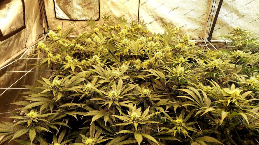 The Garden 2026-1 -- MSNL Kush Mints. Week 10 - 70days